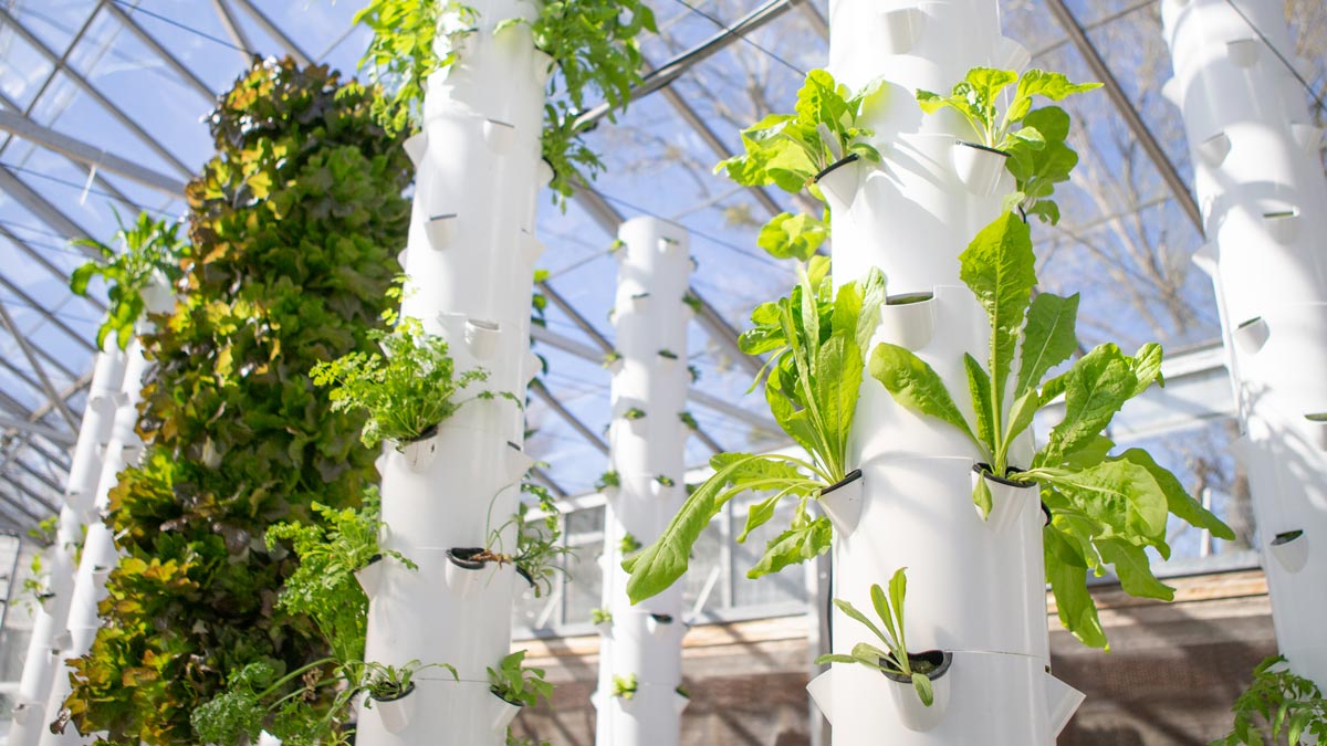 Various leafy green plants sprout from a vertical gardening structure